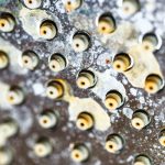 Close-up of water droplets on a shower head showing hard water deposits.